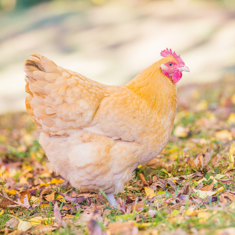 Buff Orpington Hen