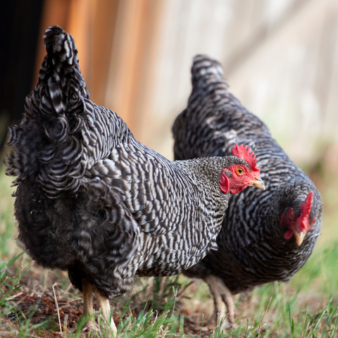 Plymouth Rock Chicken Breed