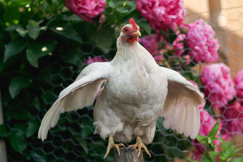 Chicken holding our her wings away from her body