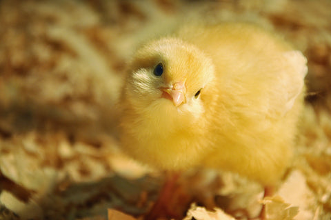 Ultimate Guide to Raising Chicks | OverEZ Chicken Coop