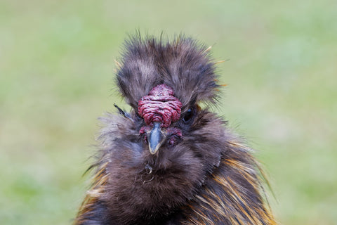 Silkie Chicken with Walnut Comb