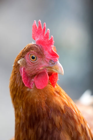 Hen with Single Chicken Comb