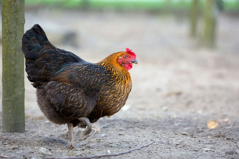 Hen Walking on a Farm