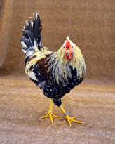 Icelandic Chickens