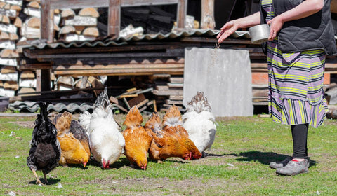 Person Feeding a Flock of Chickens