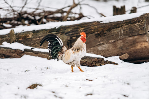 Rooster standing in snow