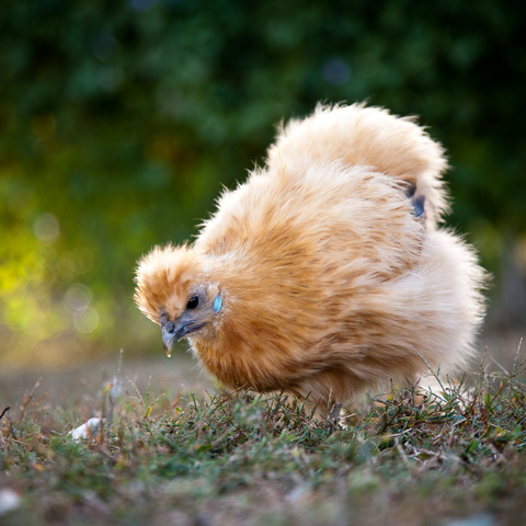 Silkie Chicken Breed