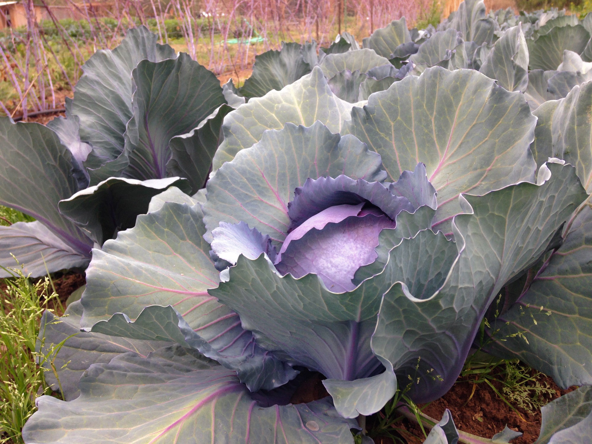 Red Express Cabbage Seeds | The Plant Good Seed Company