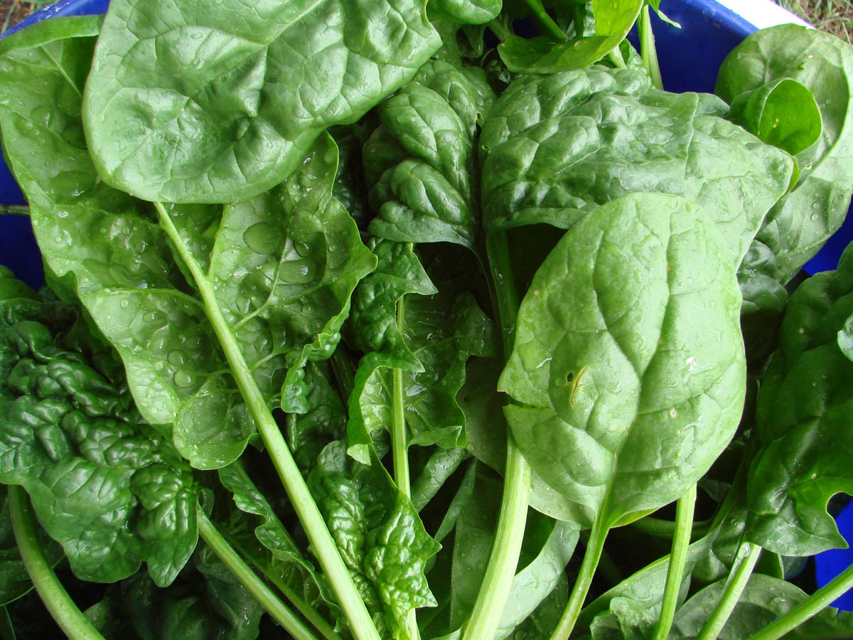 Organic Spinach Seeds: Non-GMO, Certified Organic Heirloom Varieties