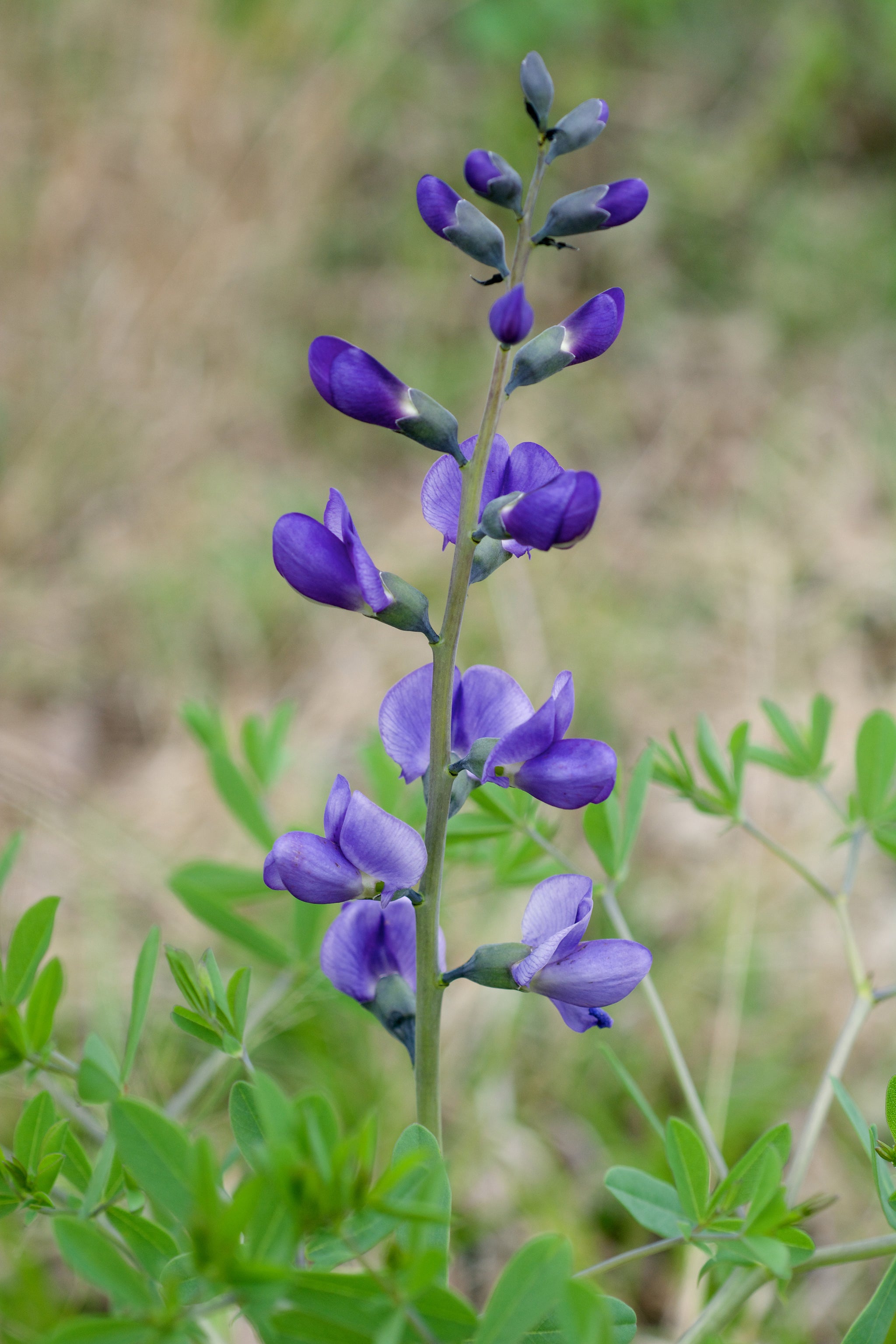 Baptisia Australis 2048x ?v=1634133479