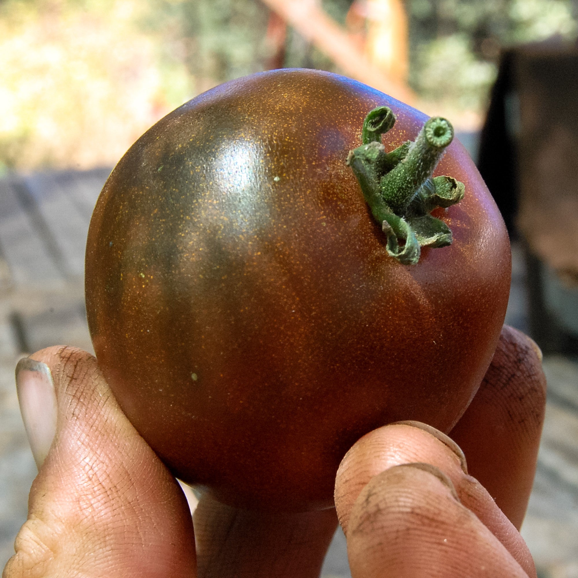 Black Beauty Eggplant Seeds - The Plant Good Seed Company