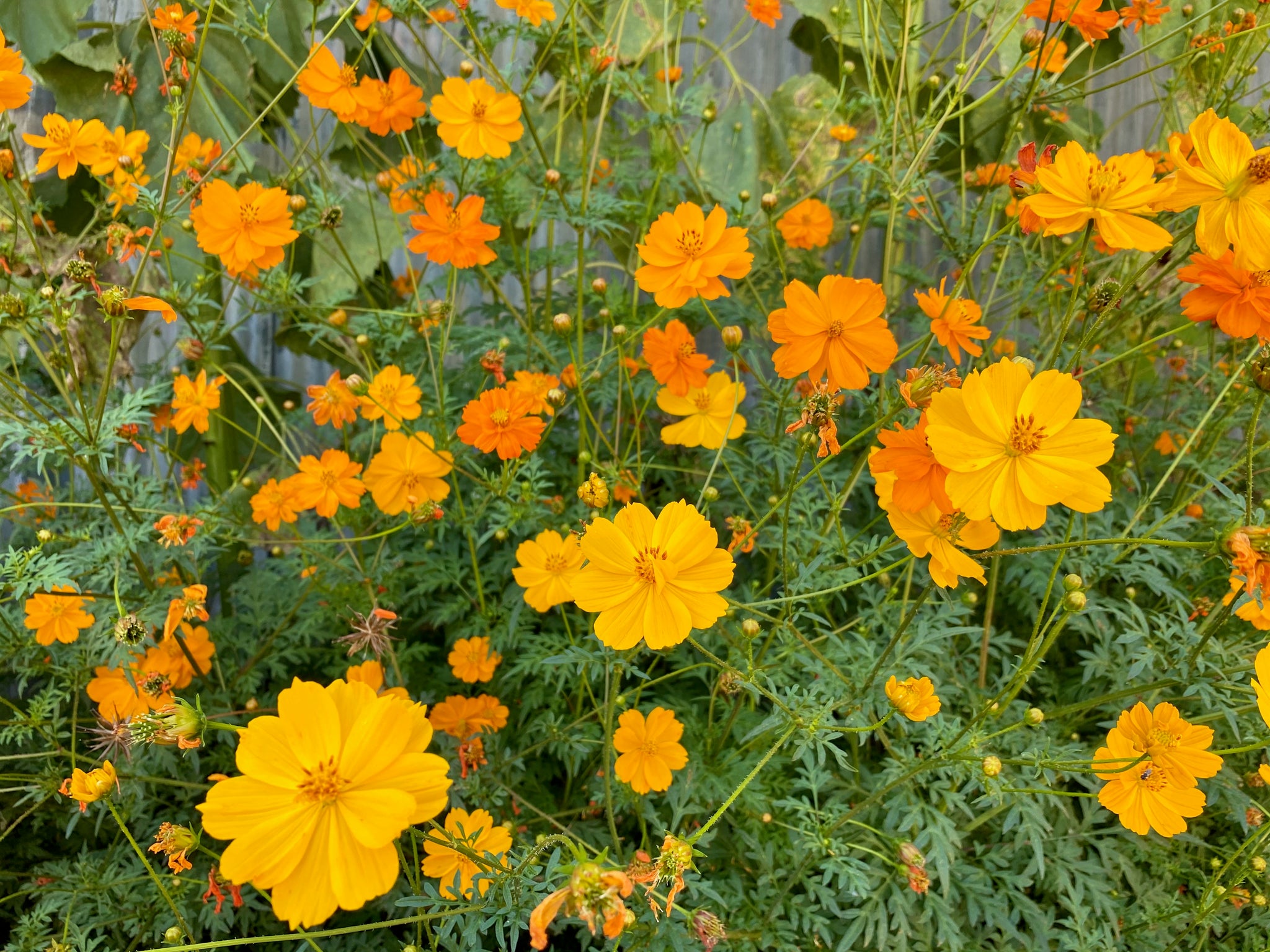 Bright Lights Cosmos Flower Seeds - The Plant Good Seed Company