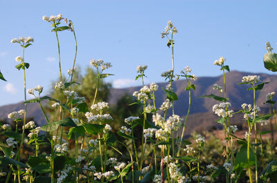 buckwheat