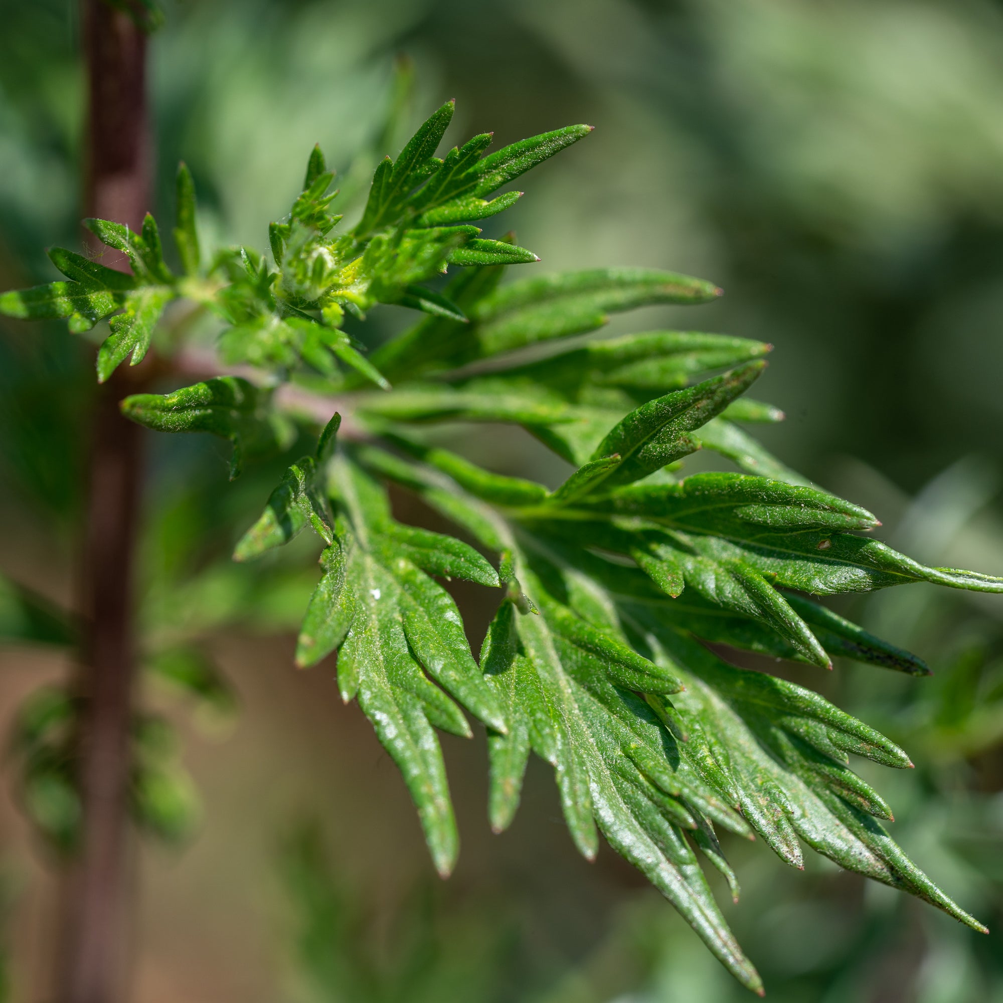 Spearmint - Green Mint Seeds (Mentha spicata) - Price €1.95