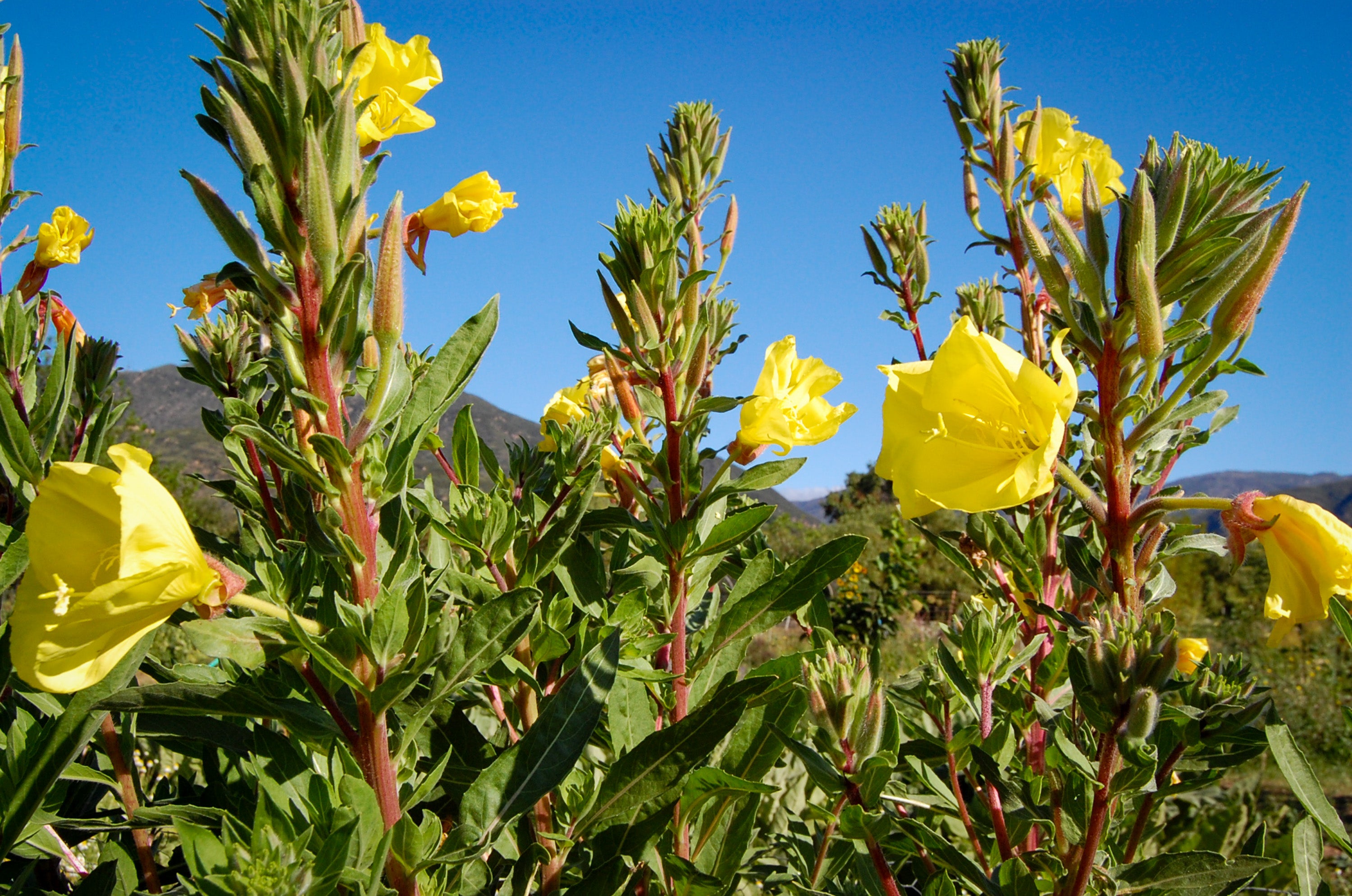 What Is Another Word For Evening Primrose