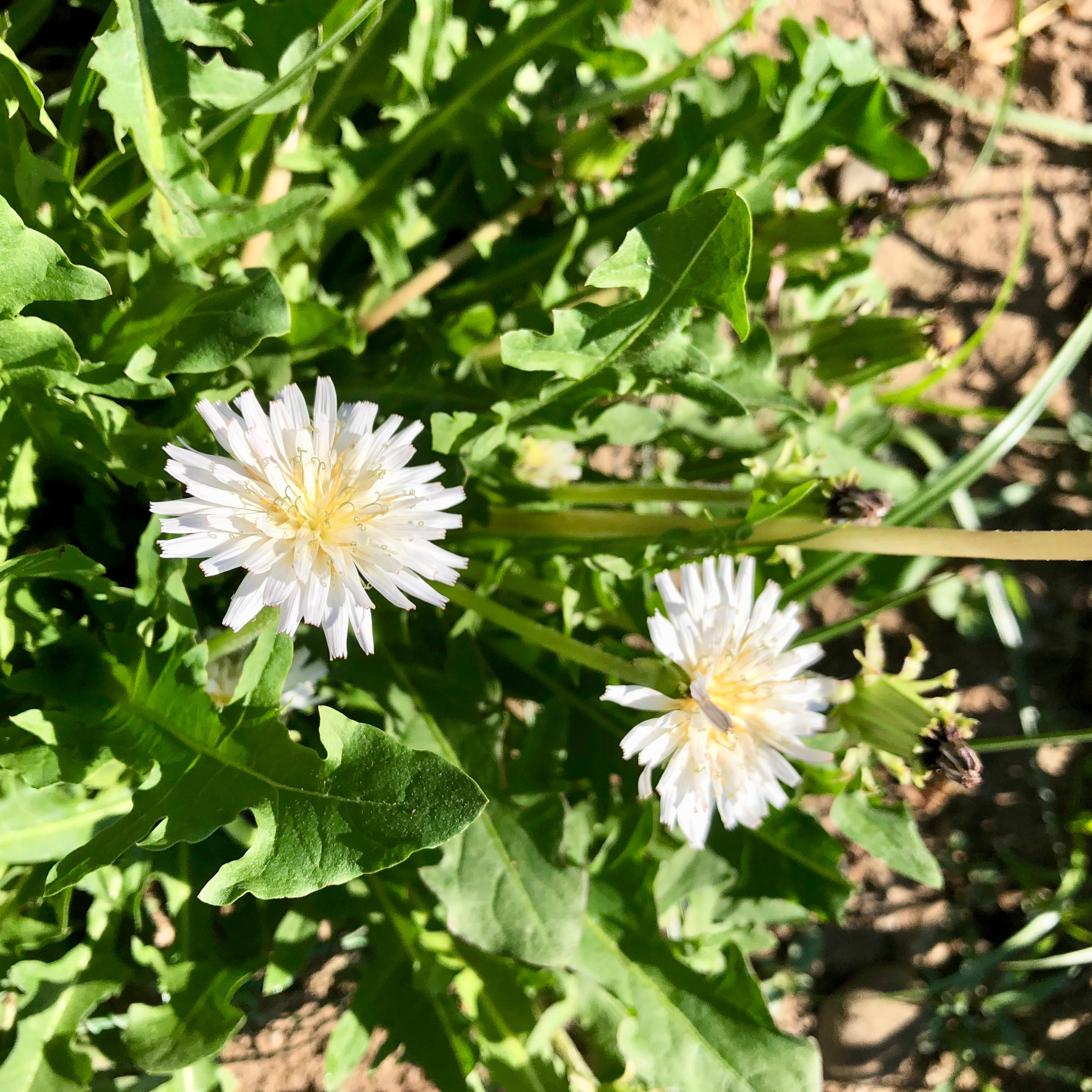 White Dandelion Seeds (Taraxacum albidum) | The Plant Good Seed Company