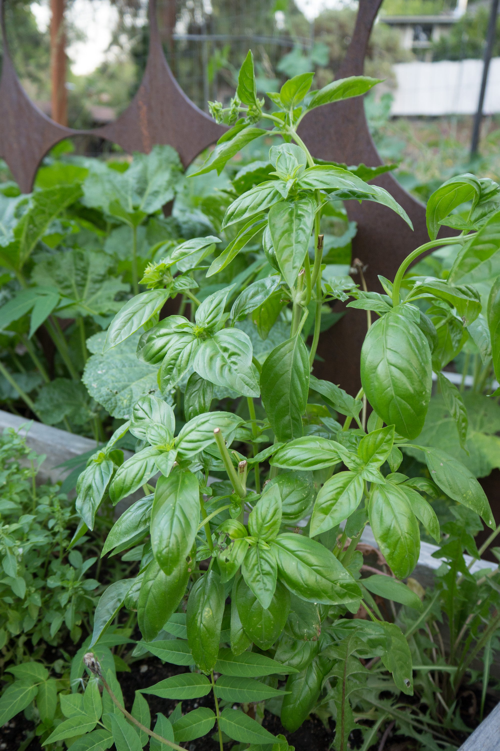 Genovese Basil Seeds - The Plant Good Seed Company