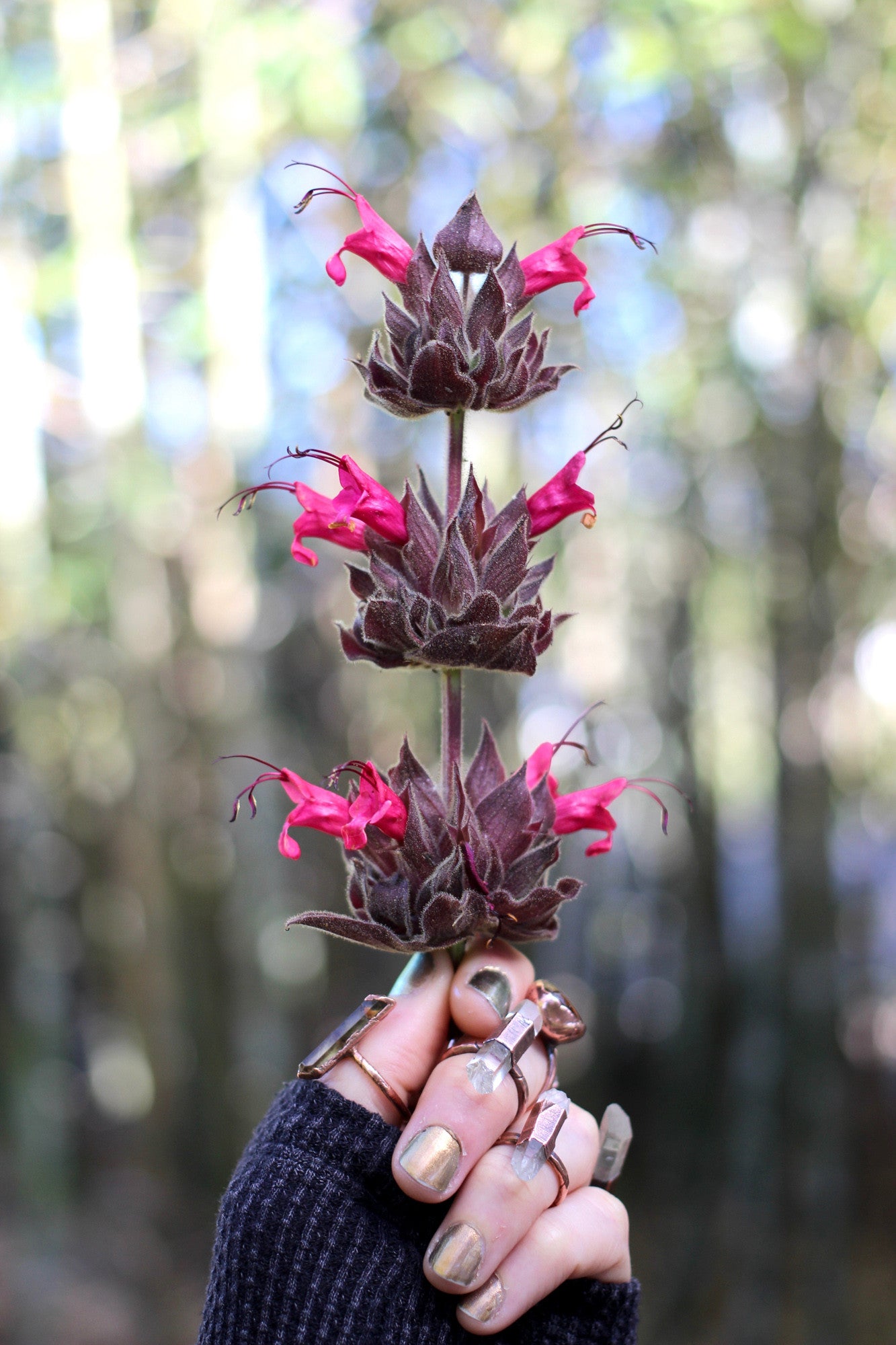 hummingbird sage