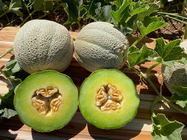 ice-cream-melon-the-plant-good-seed-company