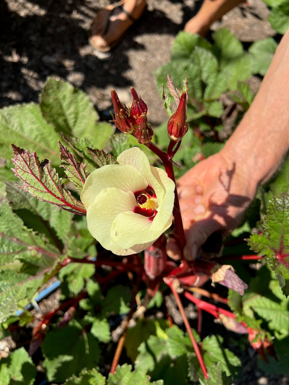 jing orange okra