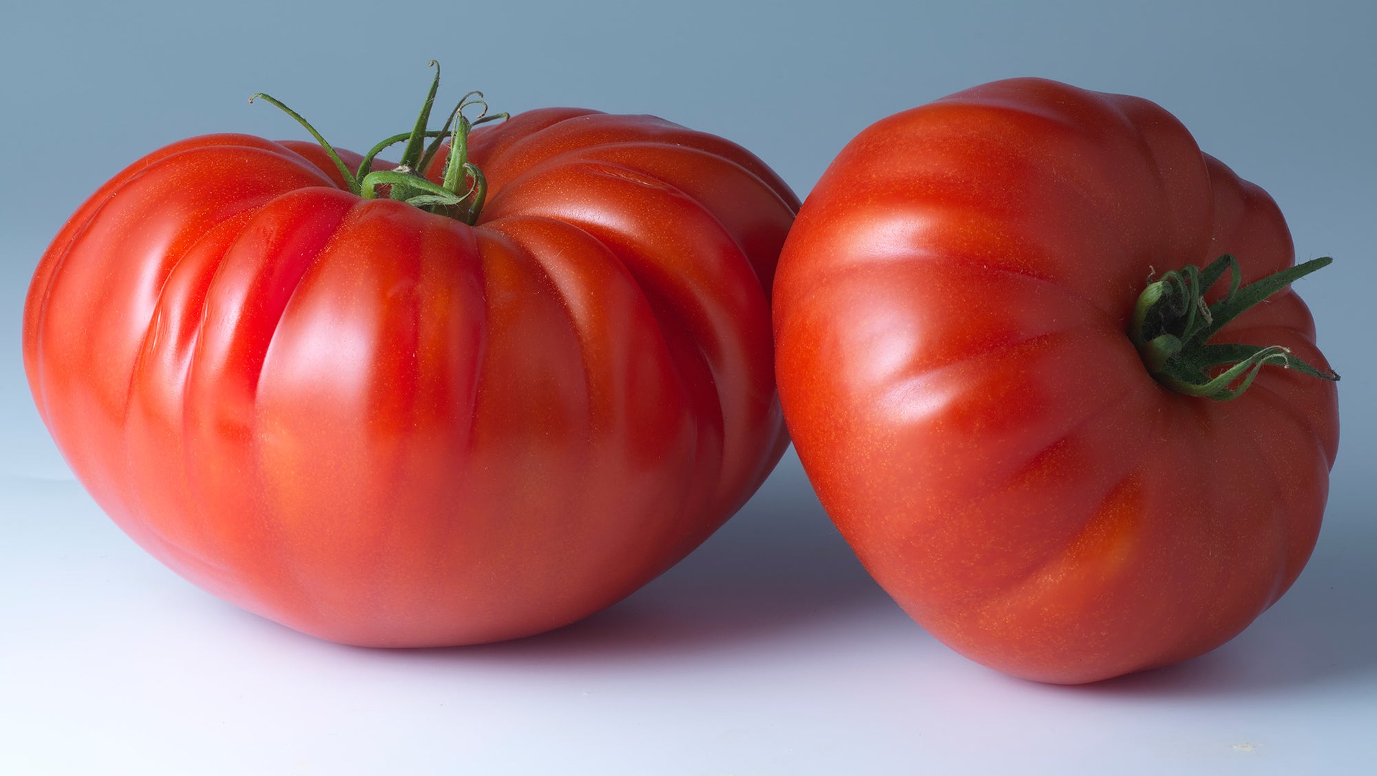 Brandywine Tomato Profile & Grow Guide - Tomato Bible