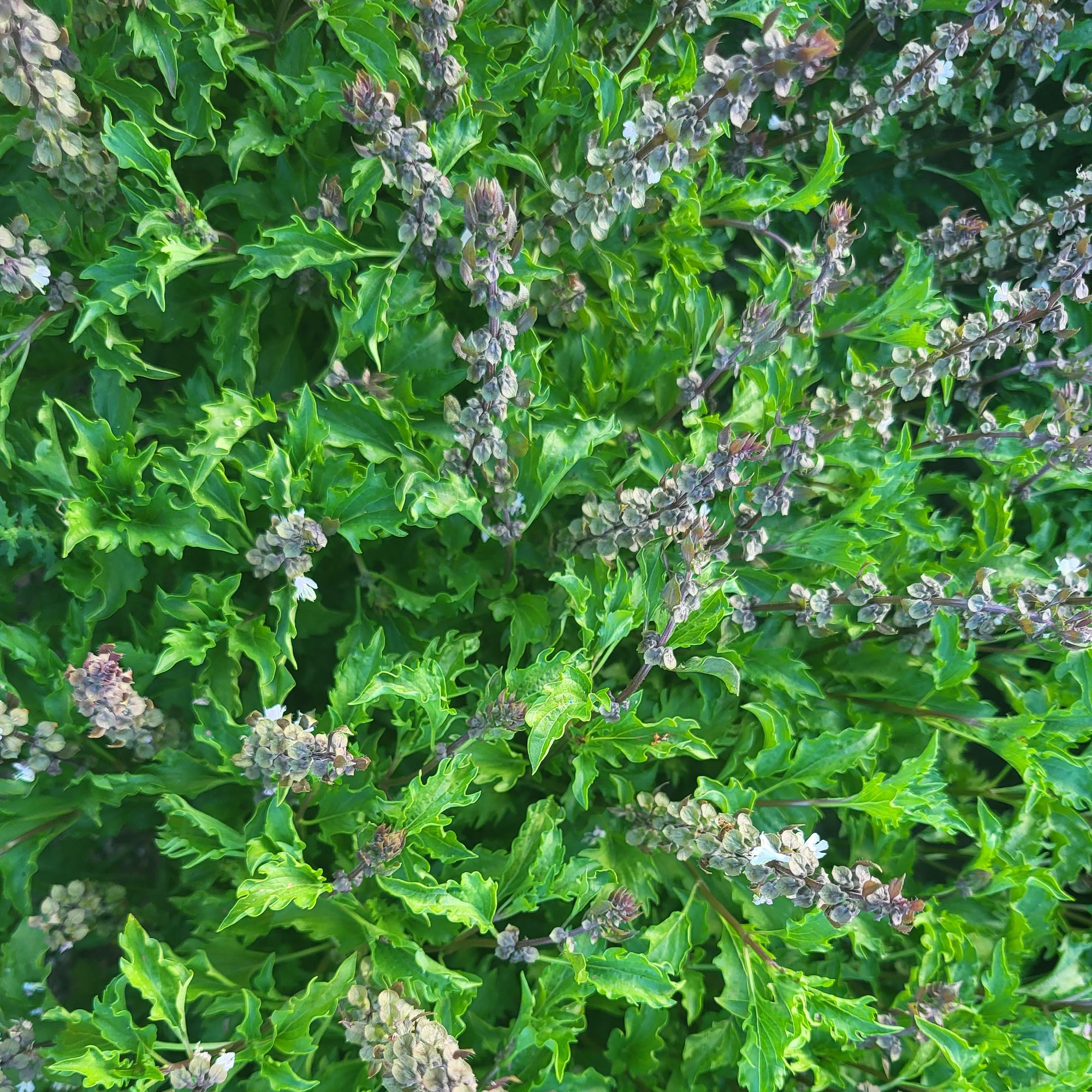 Amethyst Improved Purple Basil Seeds The Plant Good Seed Company