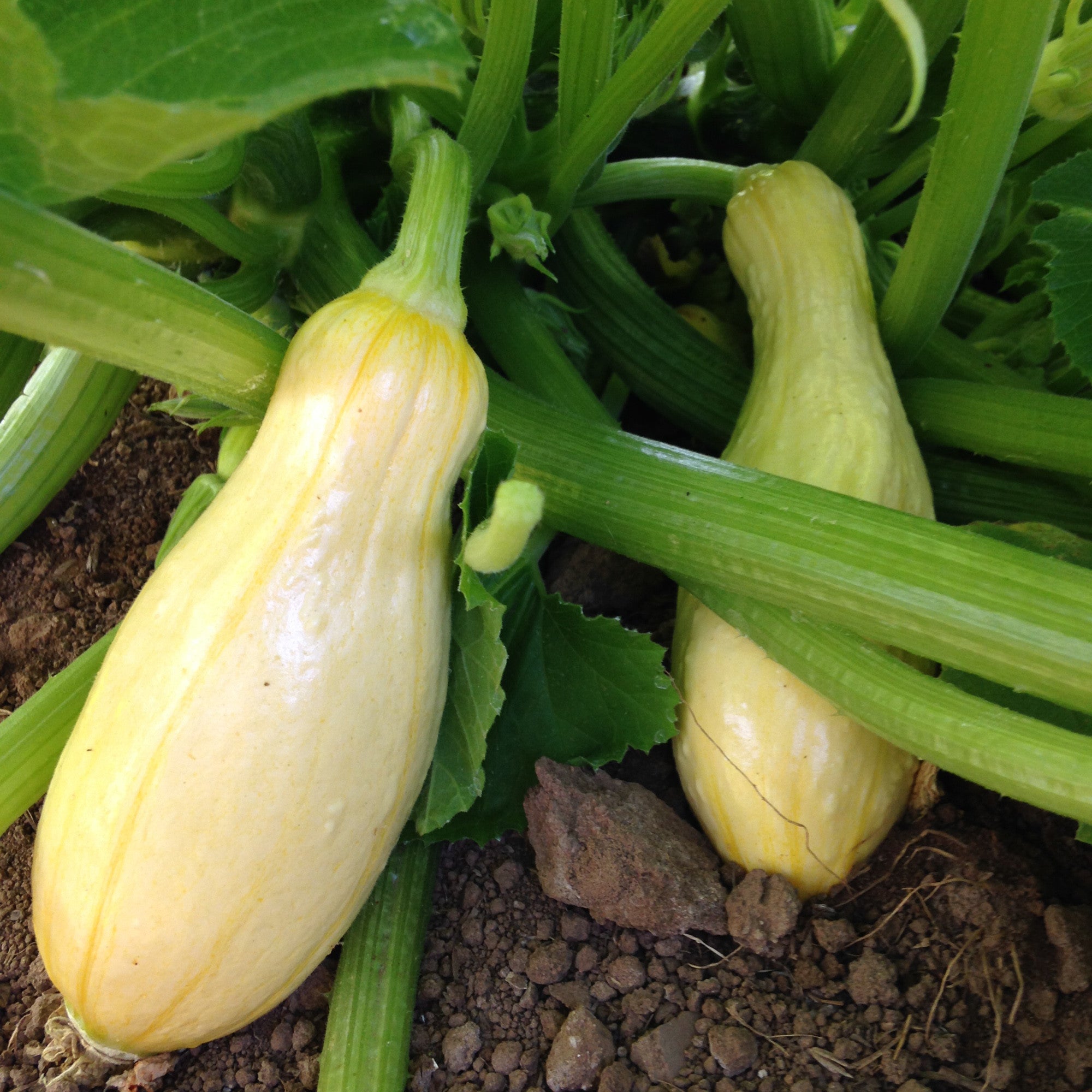 Planting squash seeds information