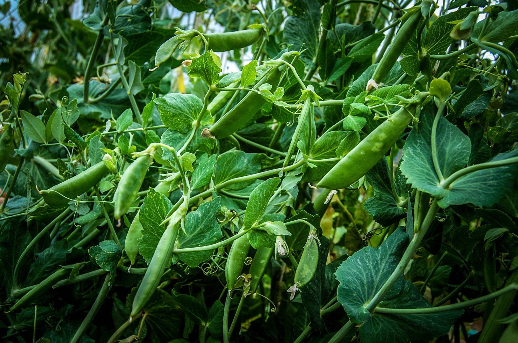 snap peas flower