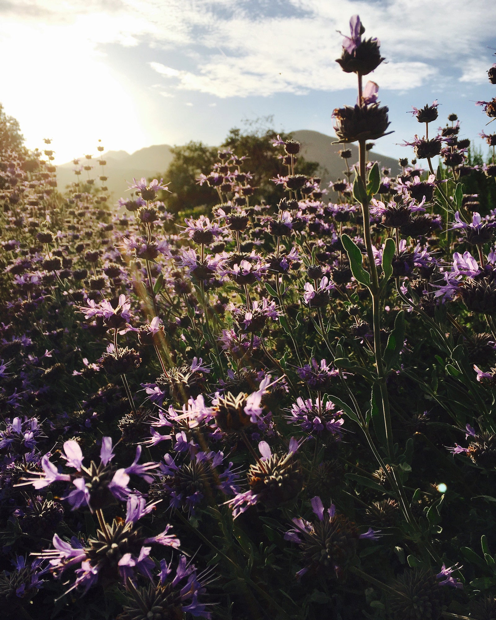 purple-sage-seeds-the-plant-good-seed-company