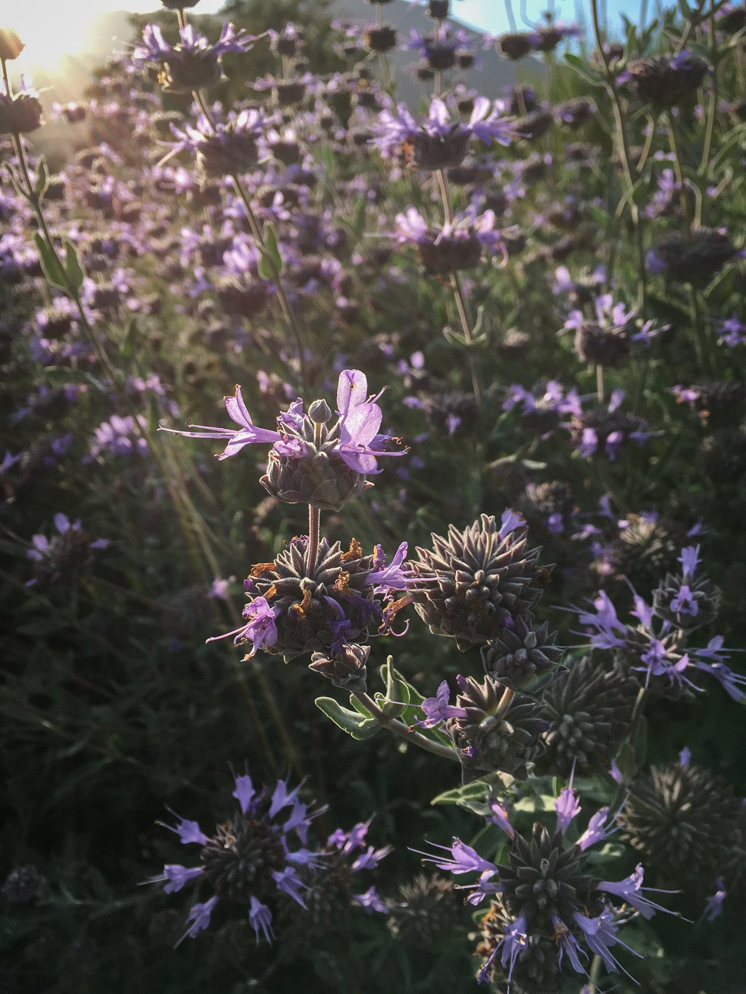 purple-sage-seeds-the-plant-good-seed-company