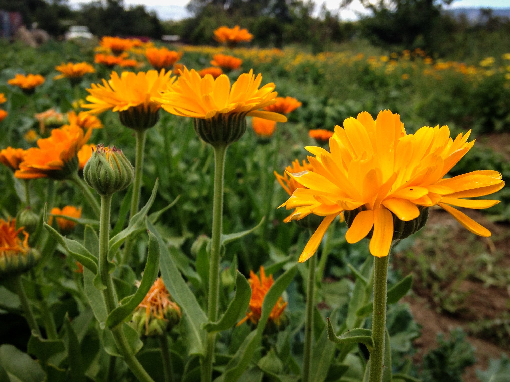 Sherbet Calendula Flower Seeds The Plant Good Seed Company