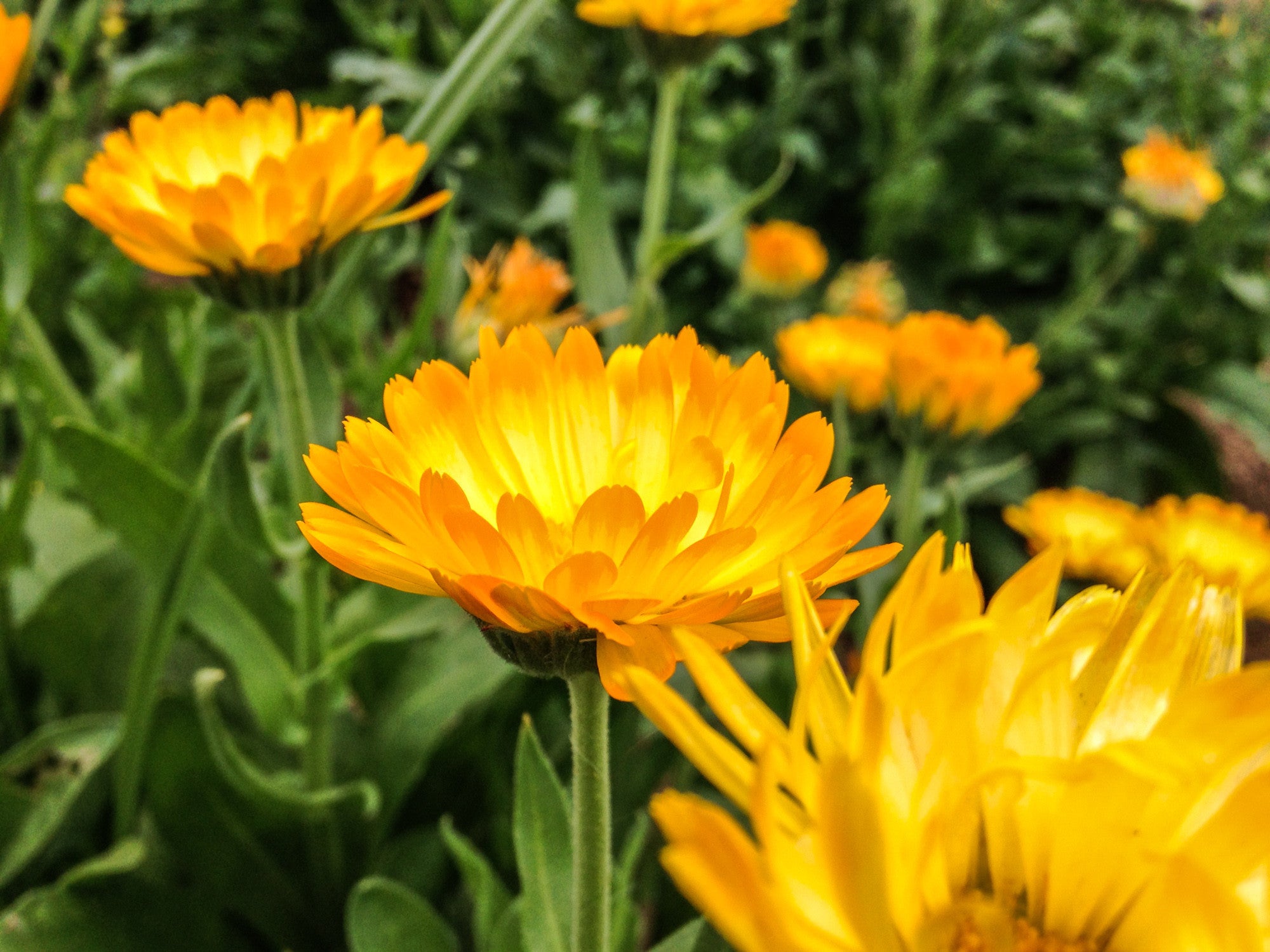 Sherbet Calendula Flower Seeds The Plant Good Seed Company