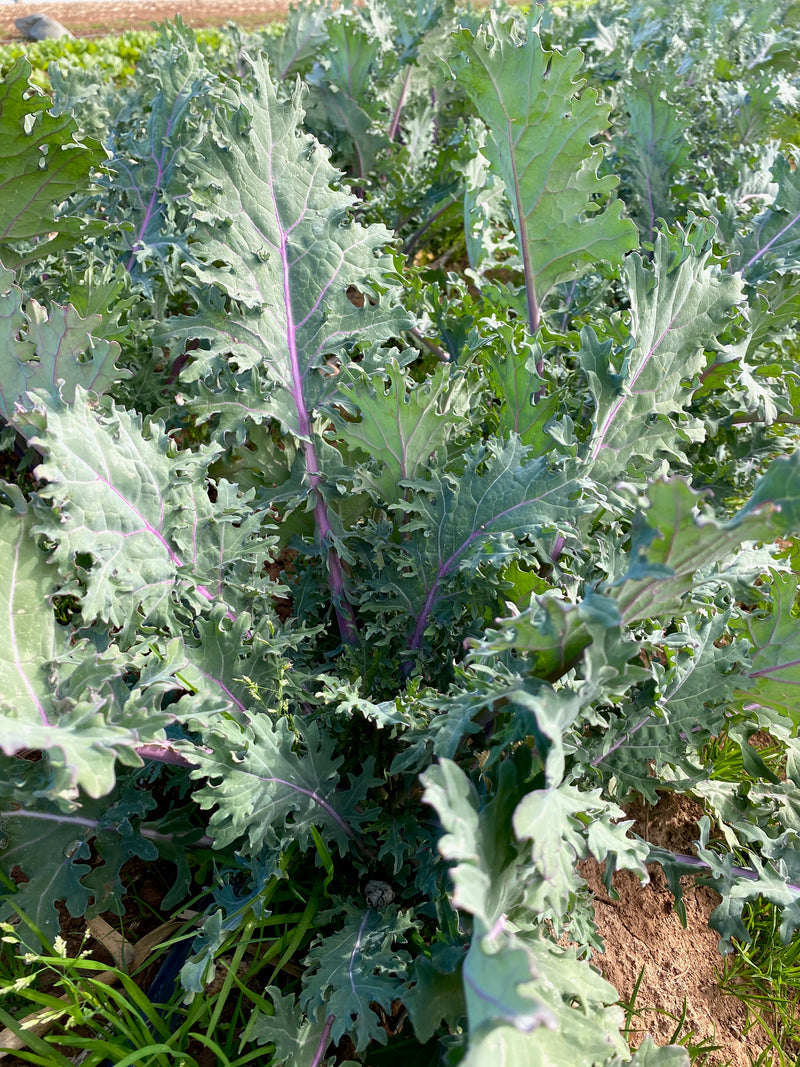 Red Russian Kale - The Plant Good Seed Company