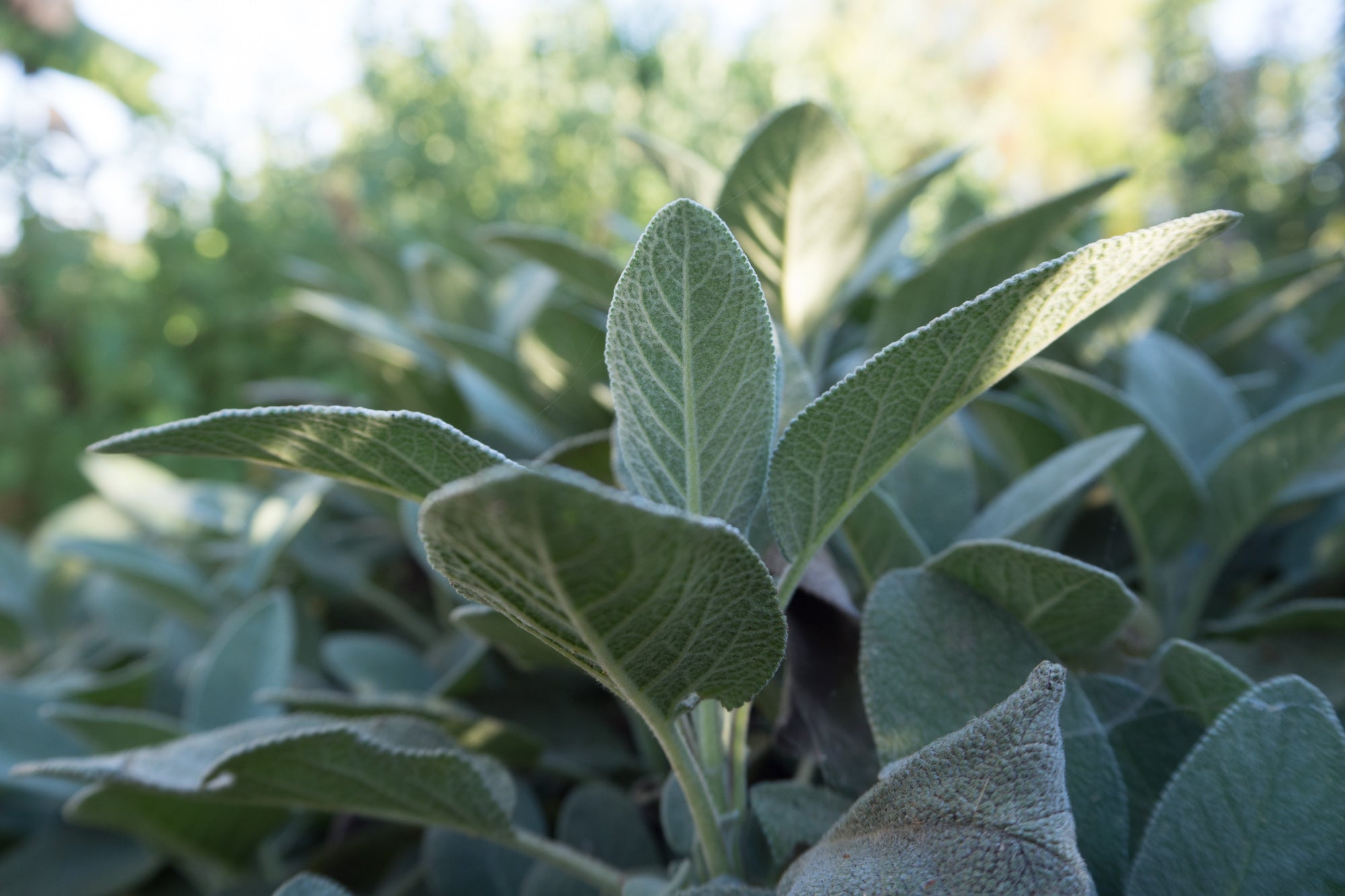 autumn sage seeds