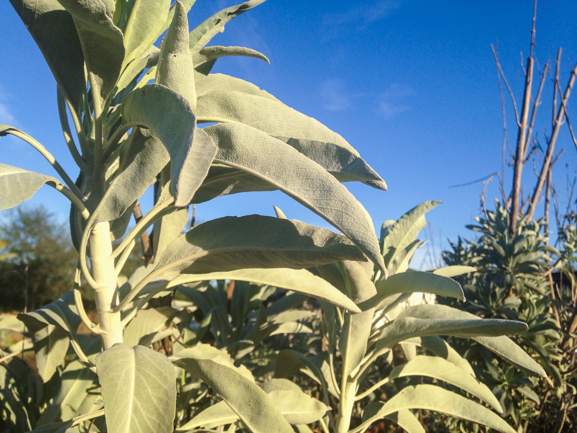 autumn sage seeds