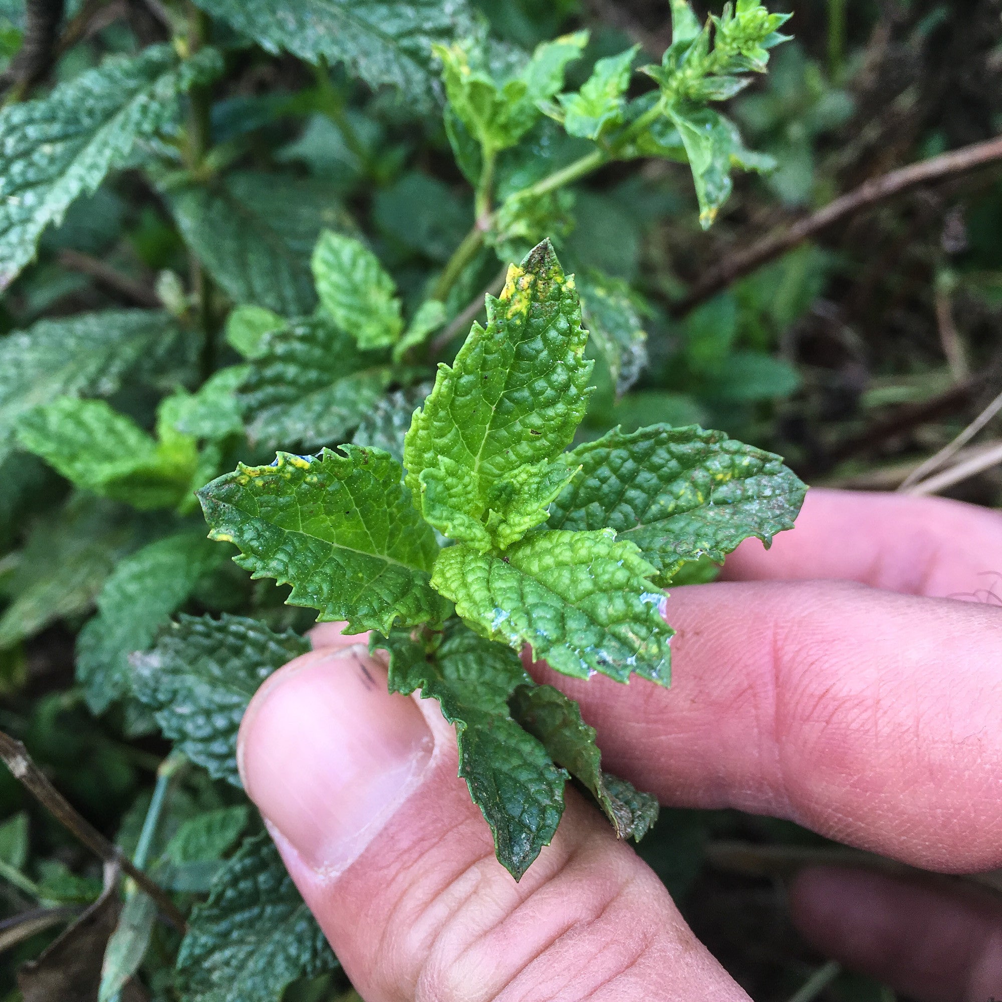 Mentha spicata 