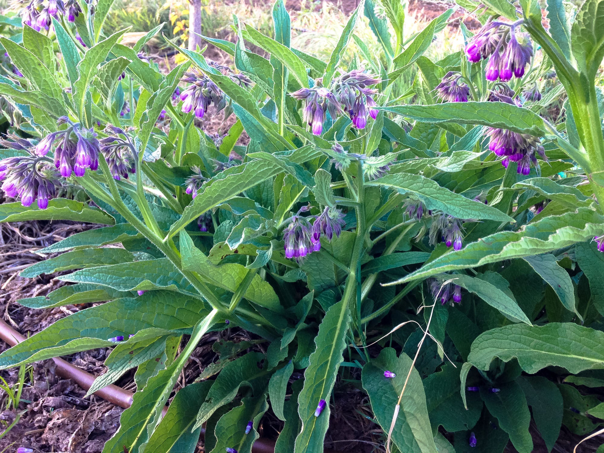 comfrey plant roots