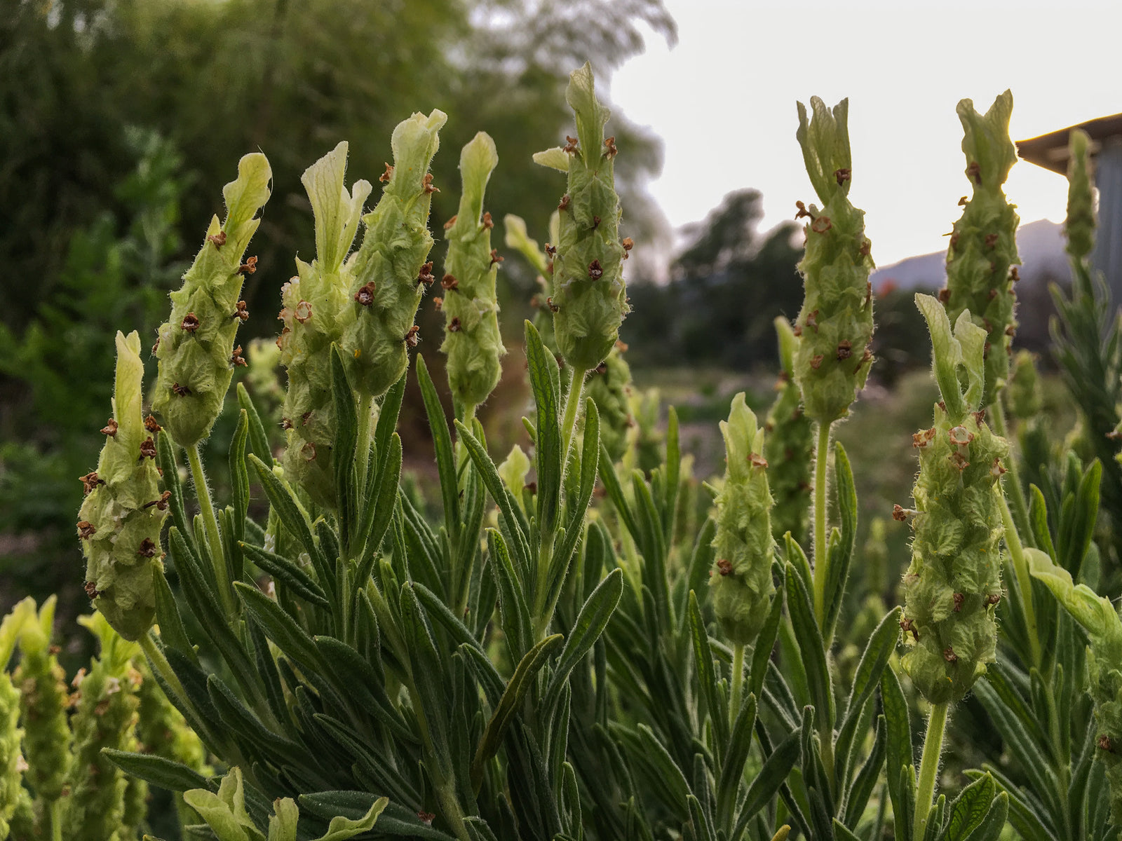 Blue Spear English Lavender