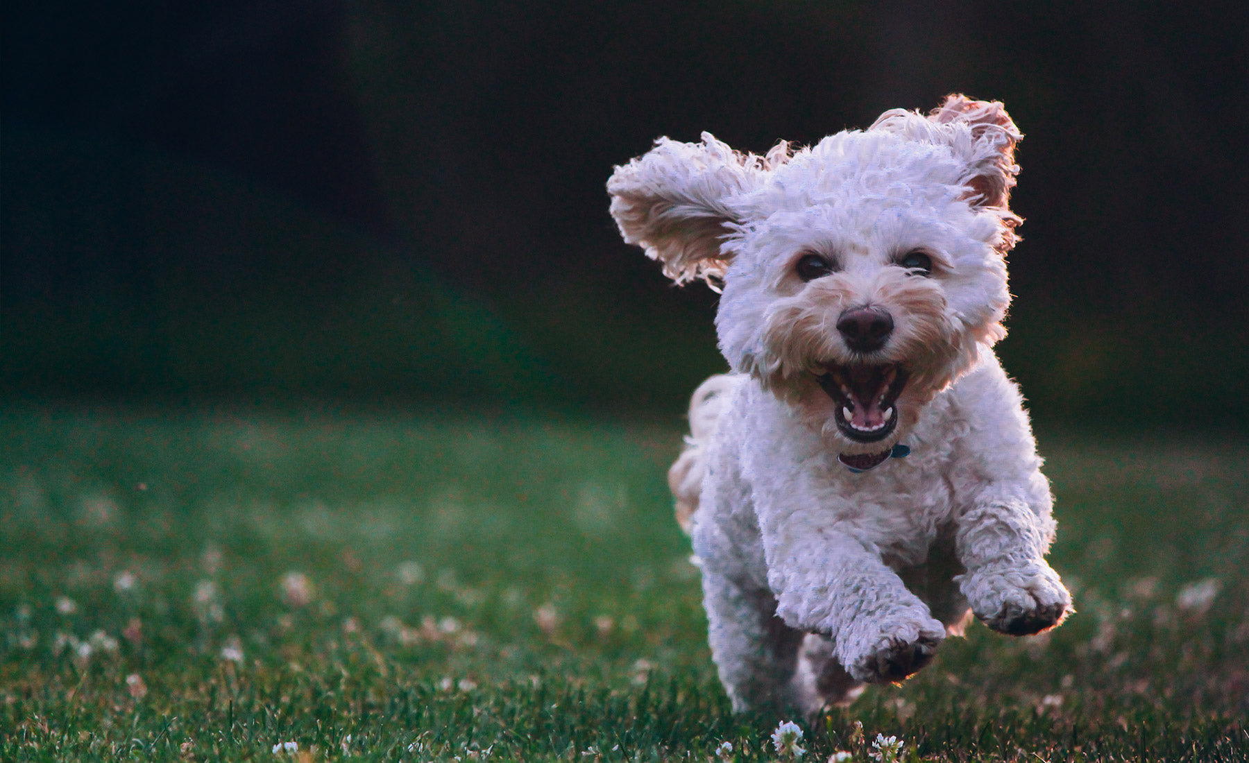 are puppy wipes safe