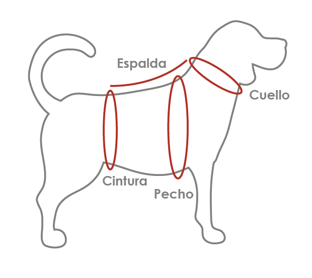 Top 81+ imagen medidas para ropa de perro