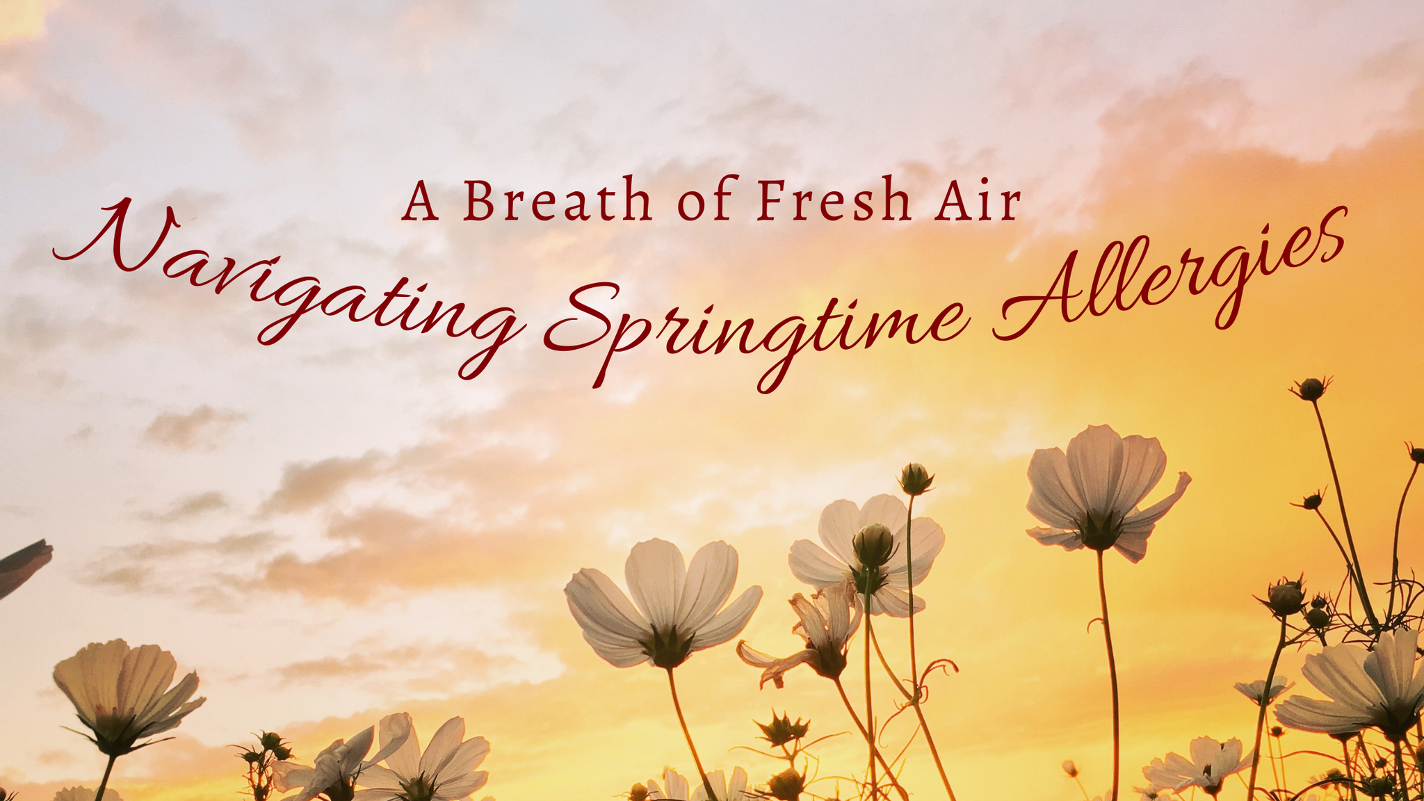 A Breath of Fresh Air: Navigating Springtime Allergies
