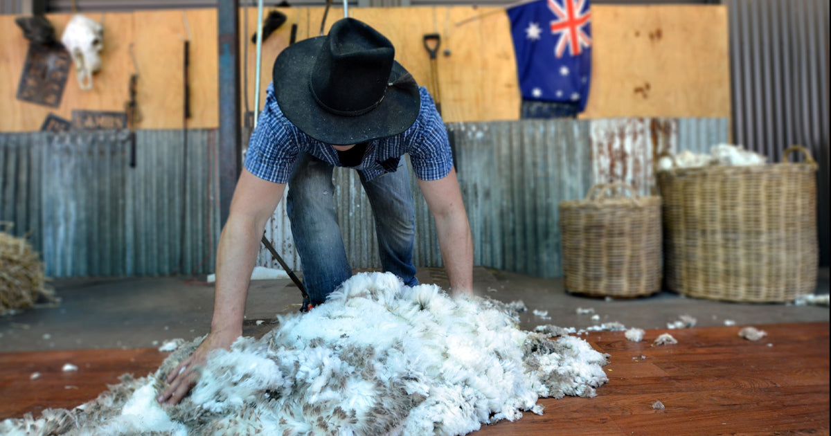 australia, merino wool, shearing, woolmark 