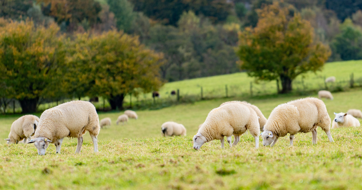 australian merino sheep flock wool growing