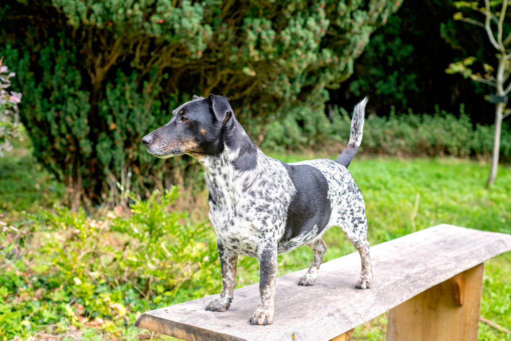 Monty the tailoring dog from Barrington Ayre Tailor