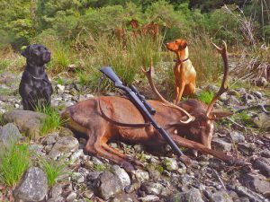 what is the best dog for deer hunting