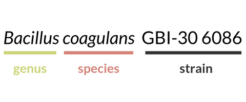 bacillus coagulans