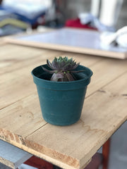 iPhone 8 Plus foto