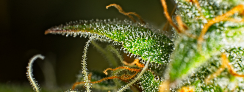 Quantity of Trichomes