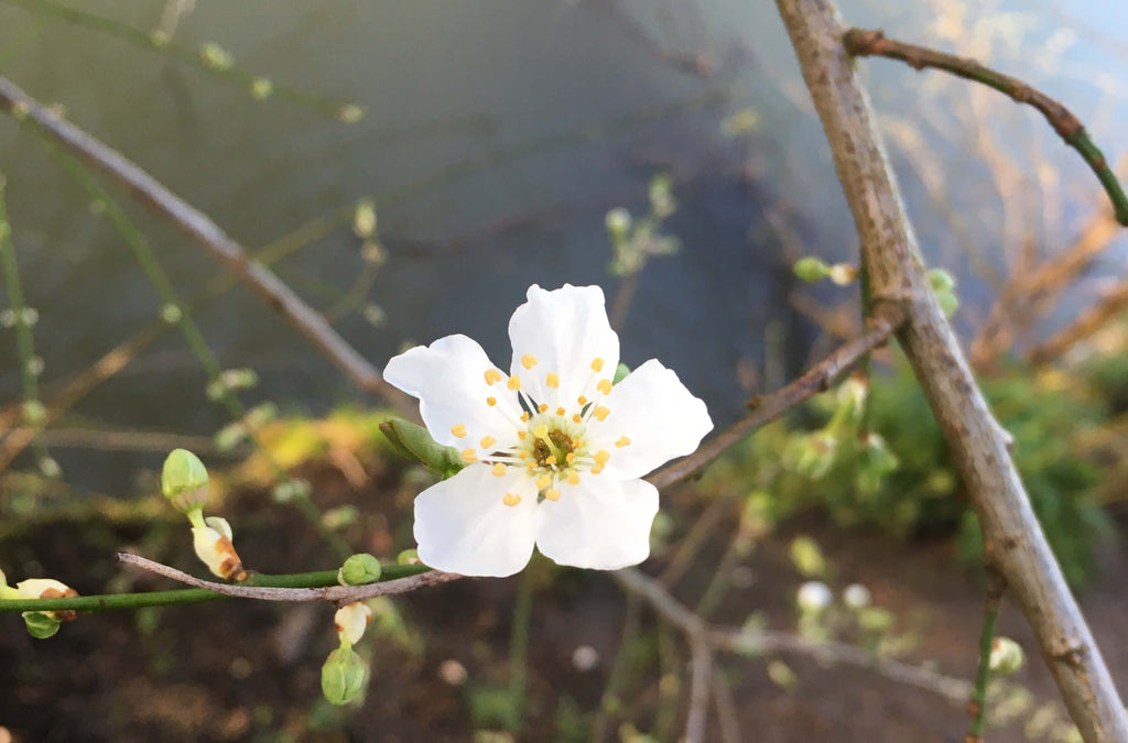 cherry plum blossom