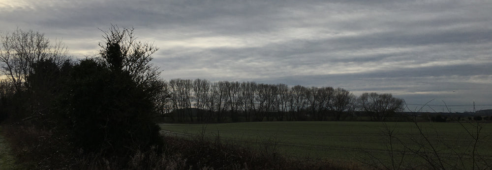 winter trees